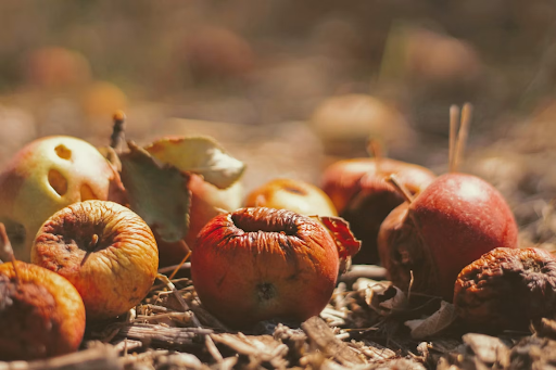 7 Things to Check Before Buying a Composting Machine for Your Facility